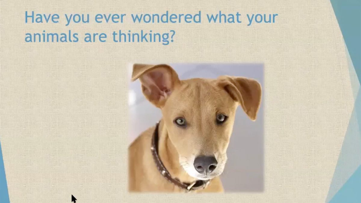 Understanding Your Animals: Celebrate Life Together
