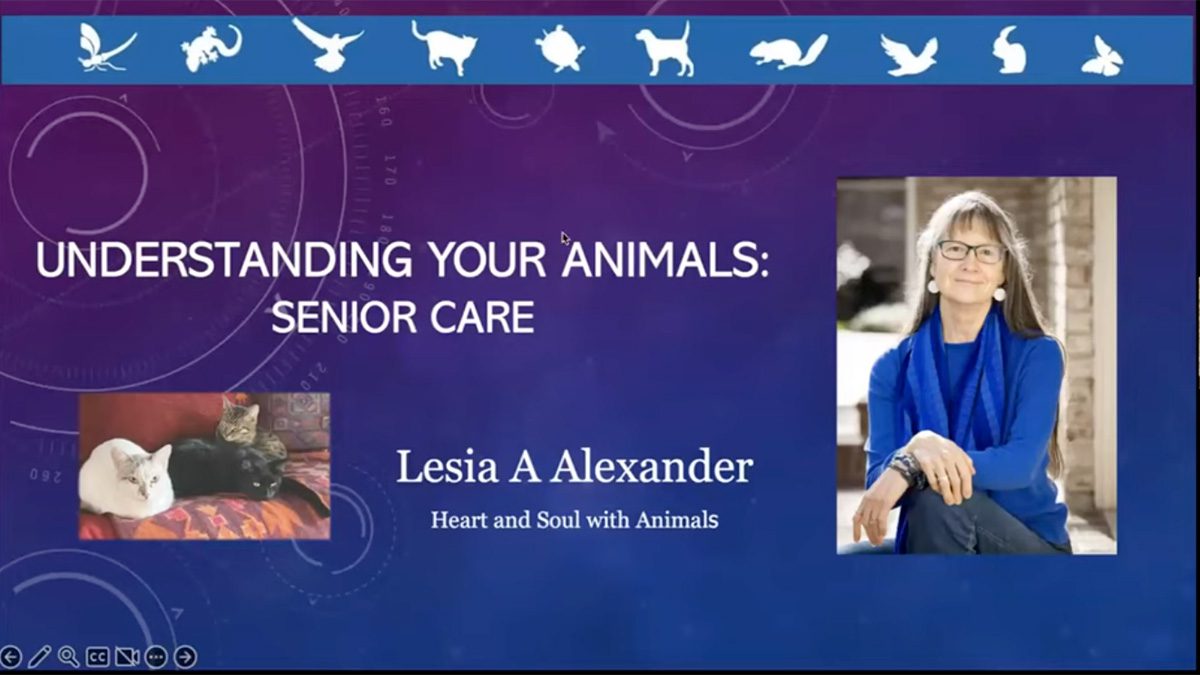 Understanding Your Animals: Senior Care