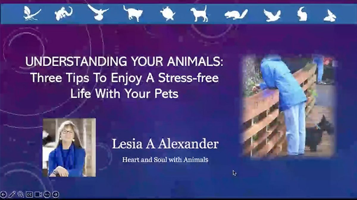 Understanding Your Animals: Three Tips to Enjoy a Stress-free Life with your Pets